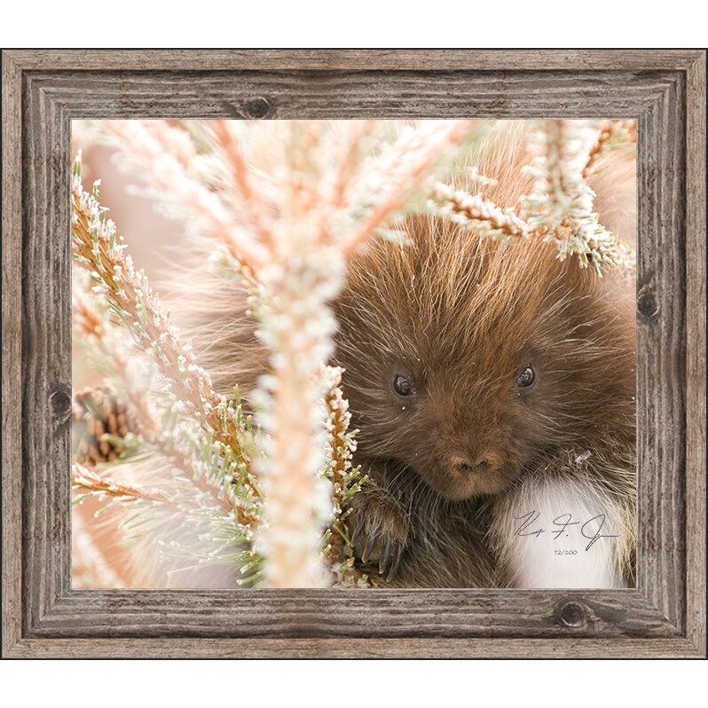porky with frame.jpg