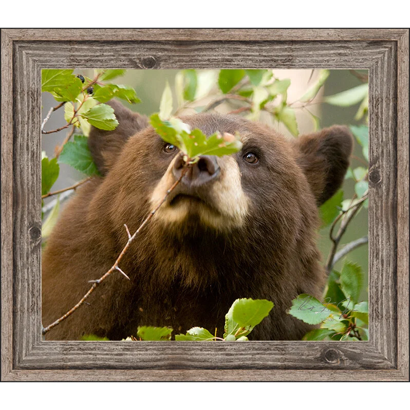 blackbear with frame.jpg