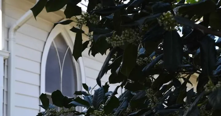 Holly and windows.jpg