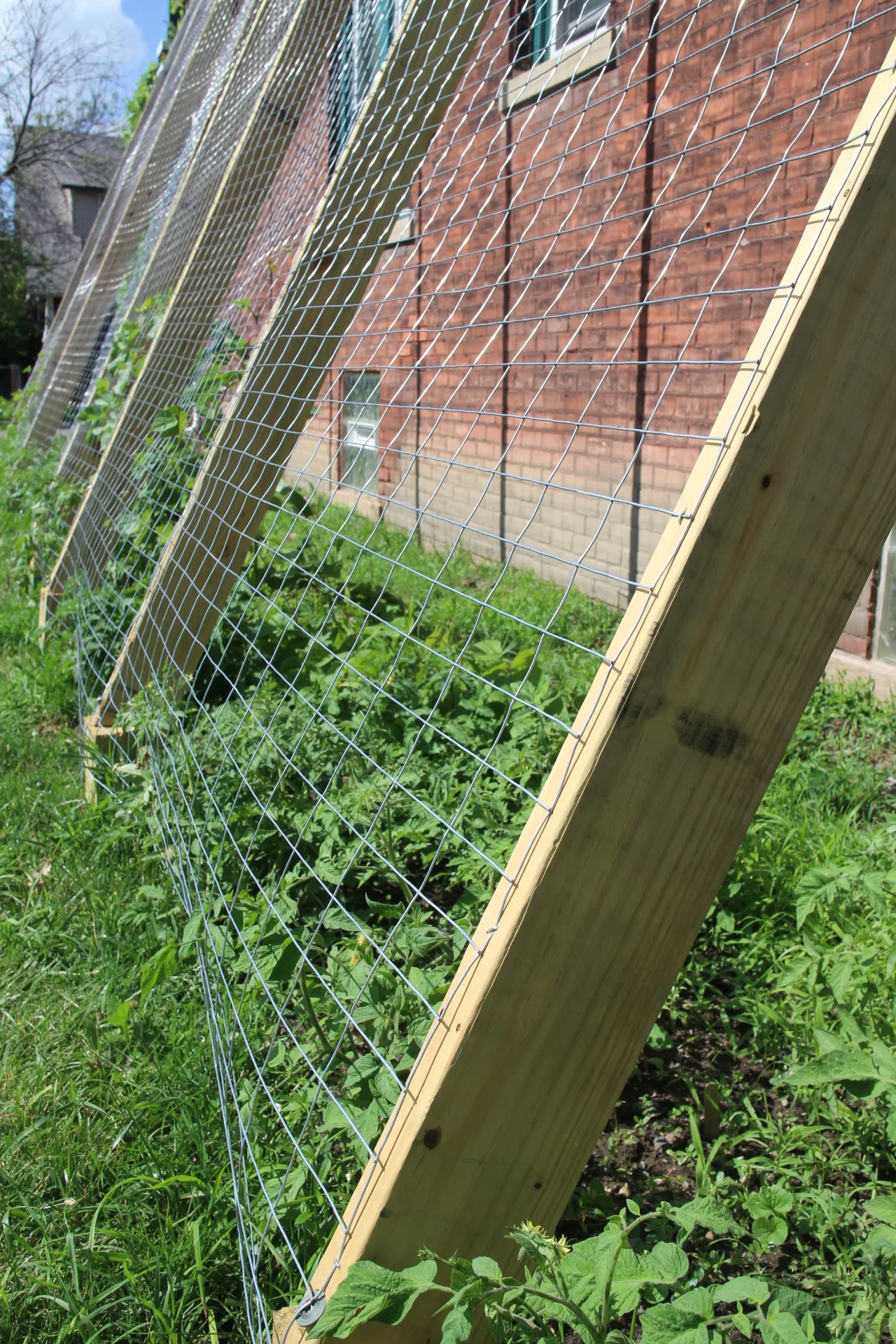 Now, climb, beans!