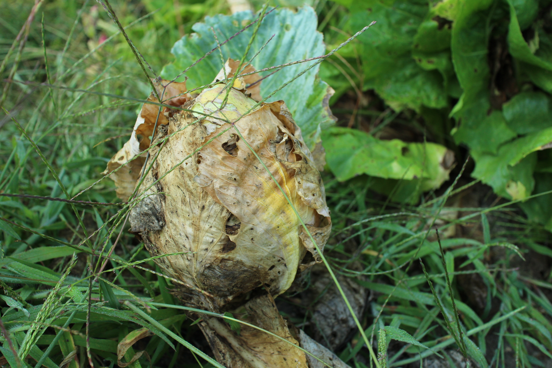 Cabbage: great food for your pet slugs