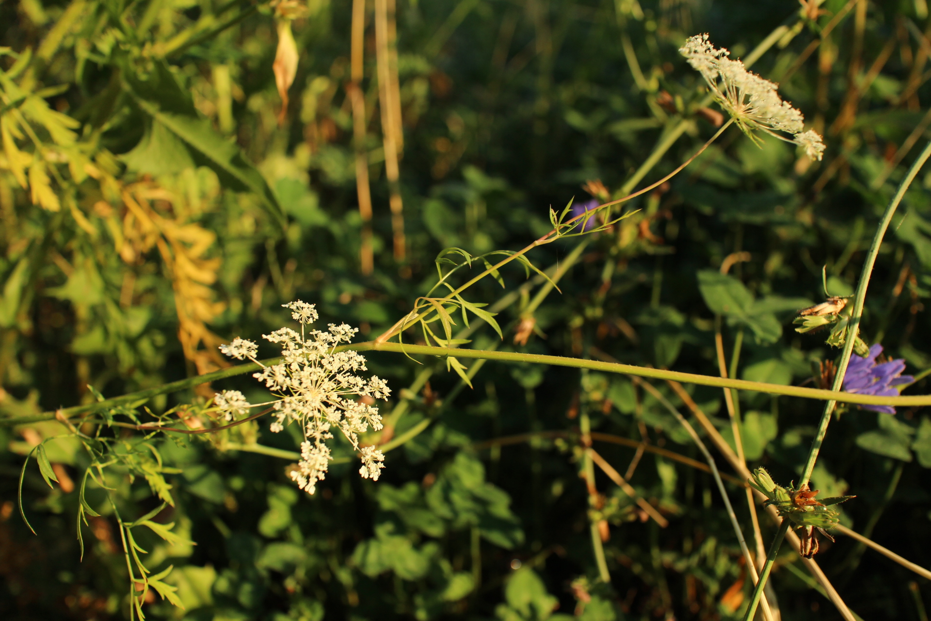 Queen Anne's lace