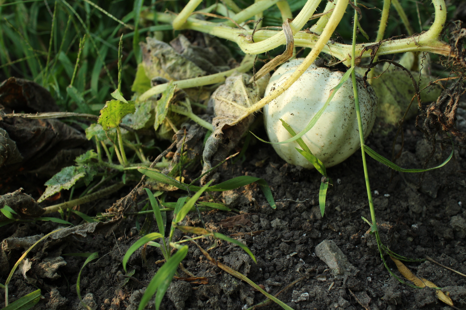 White acorn squash, not intentionally planted