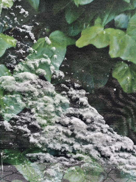 Sara Maria Salamone, Snow, Mess, Chainlink, 2015, Digital C-Print, 24" x 18"
