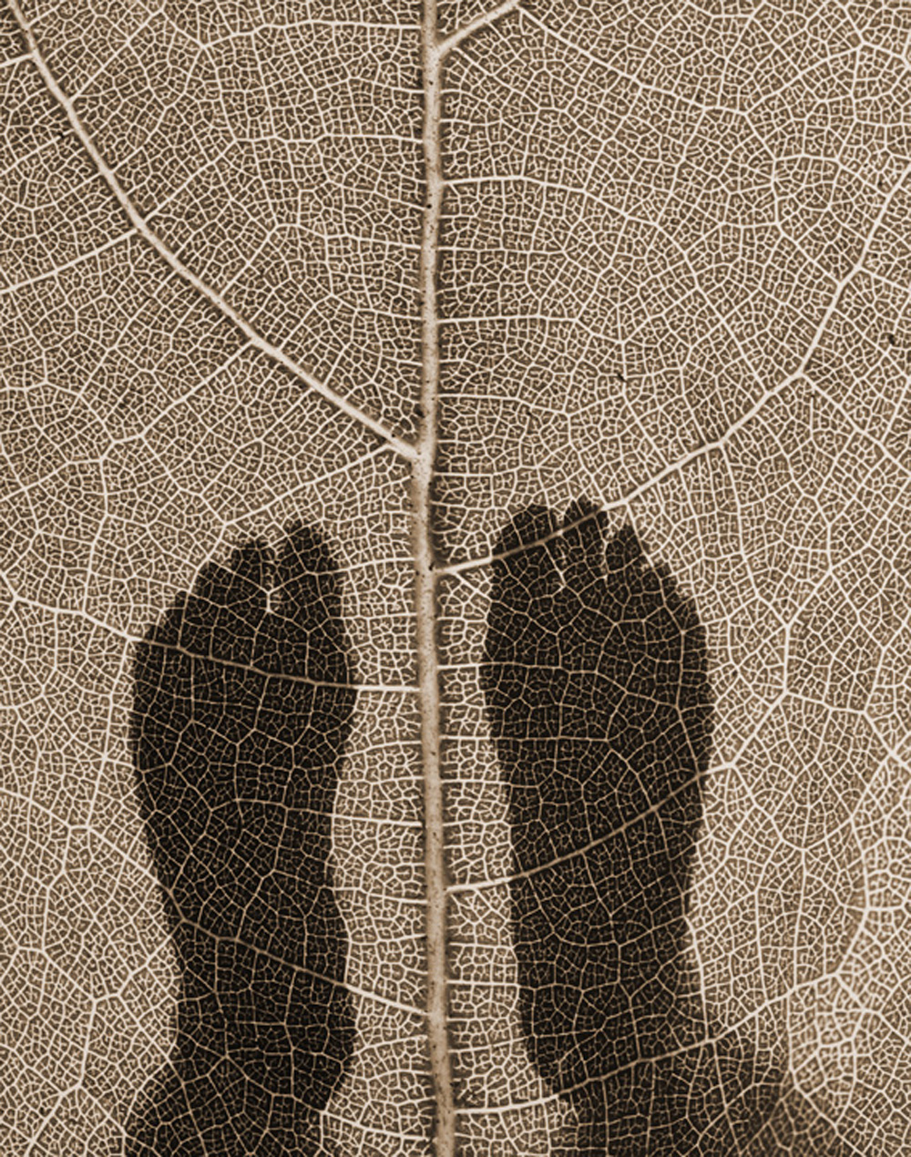 Ron Saunders , Brown Feet Leaf, 2012, Photograph, 25 x 29”