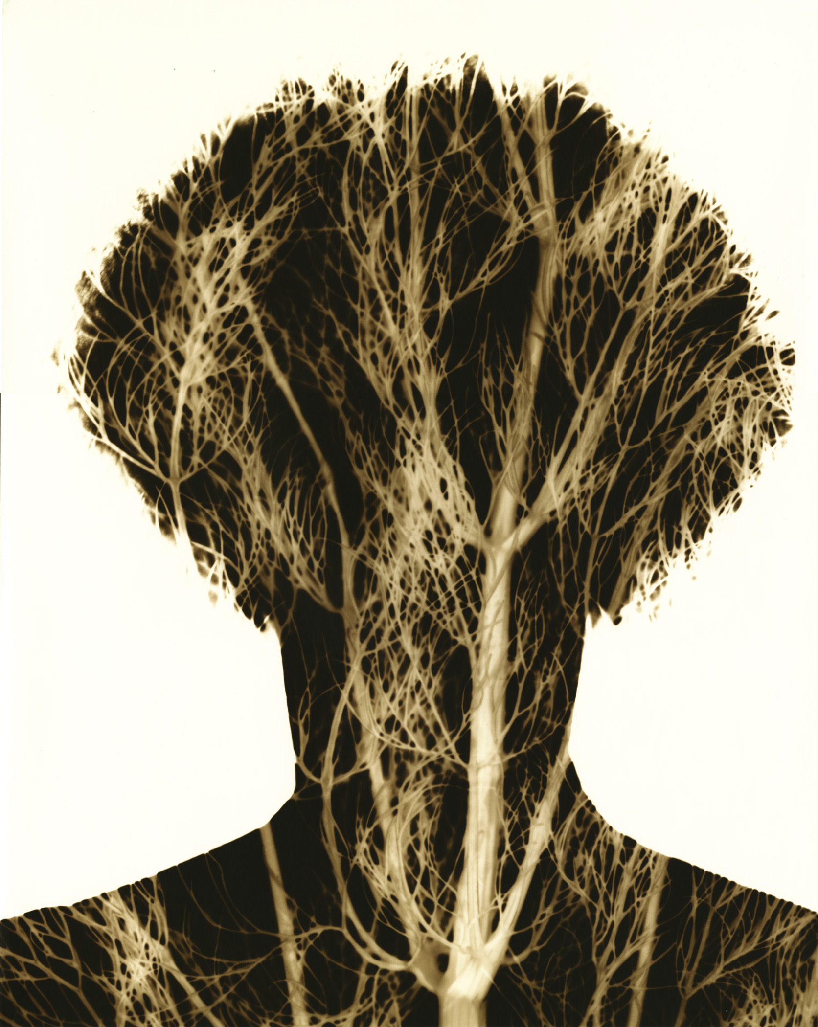 Ron Saunders, Can you see me now Albert. Fennel?, 2017, Archival pigment print