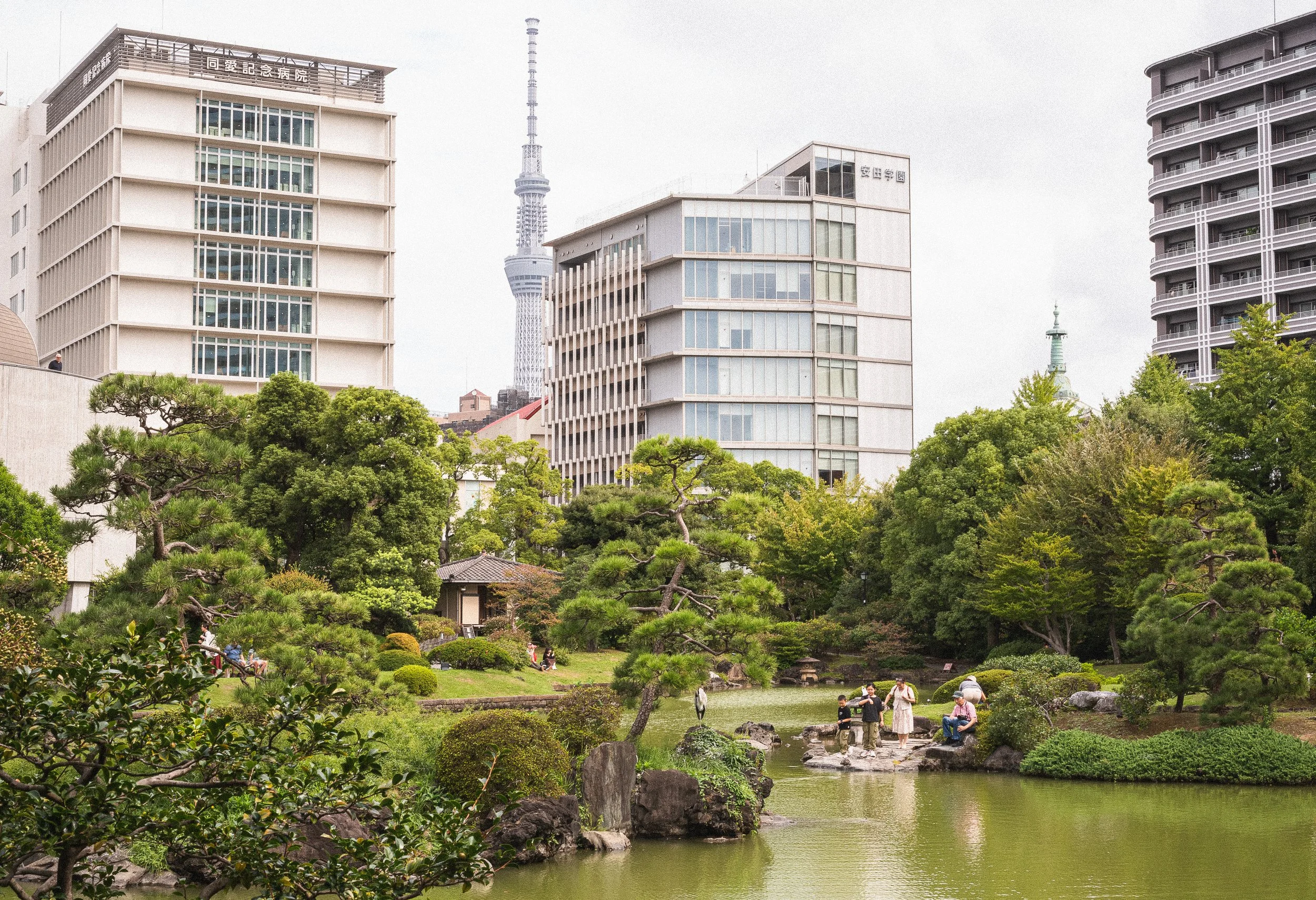 A serene Japanese-style garden with a pond, rocks, and variously shaped green trees and bushes, set against modern high-rise buildings and the Tokyo Skytree in the background.