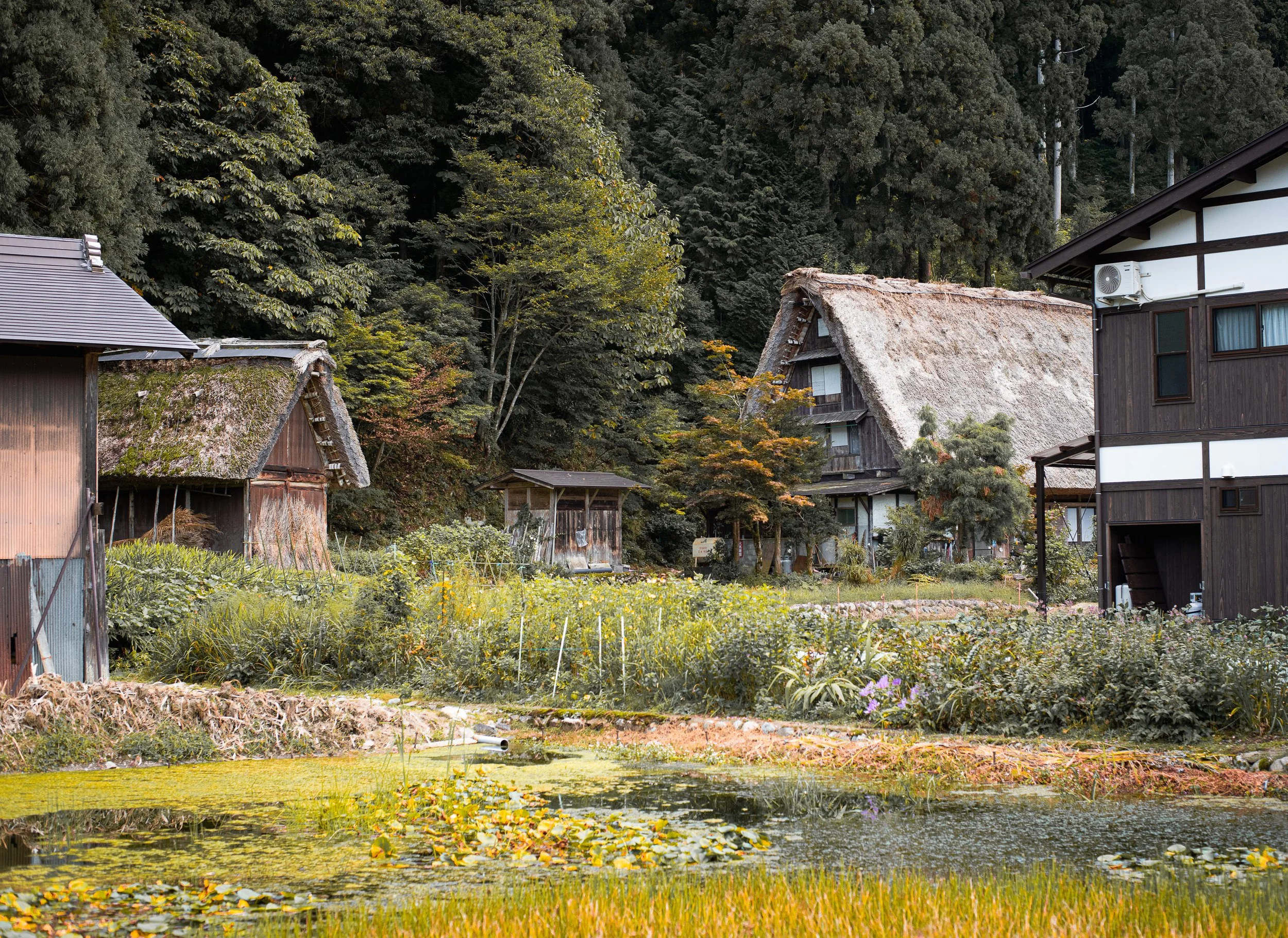 Traditional Japanese houses with thatched roofs, surrounded by lush greenery and a small pond in a rural setting.
