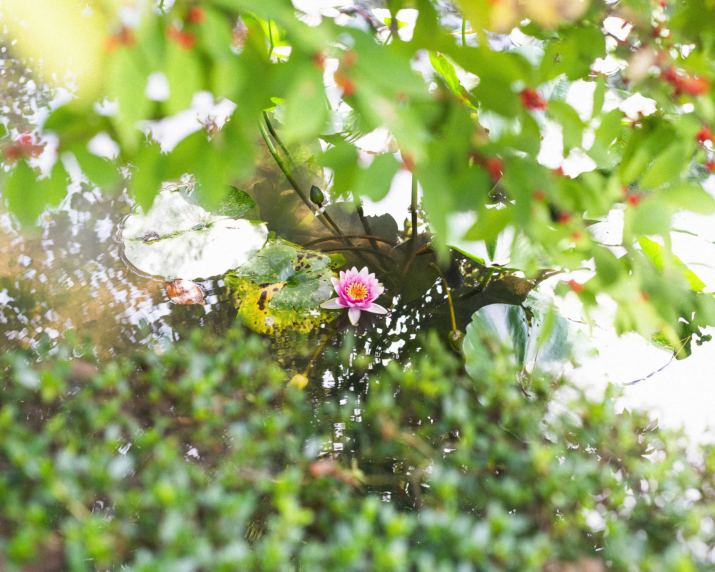 A pink water lily blooming on a pond surface surrounded by green lily pads and aquatic plants, with reflections of the sky on the water.