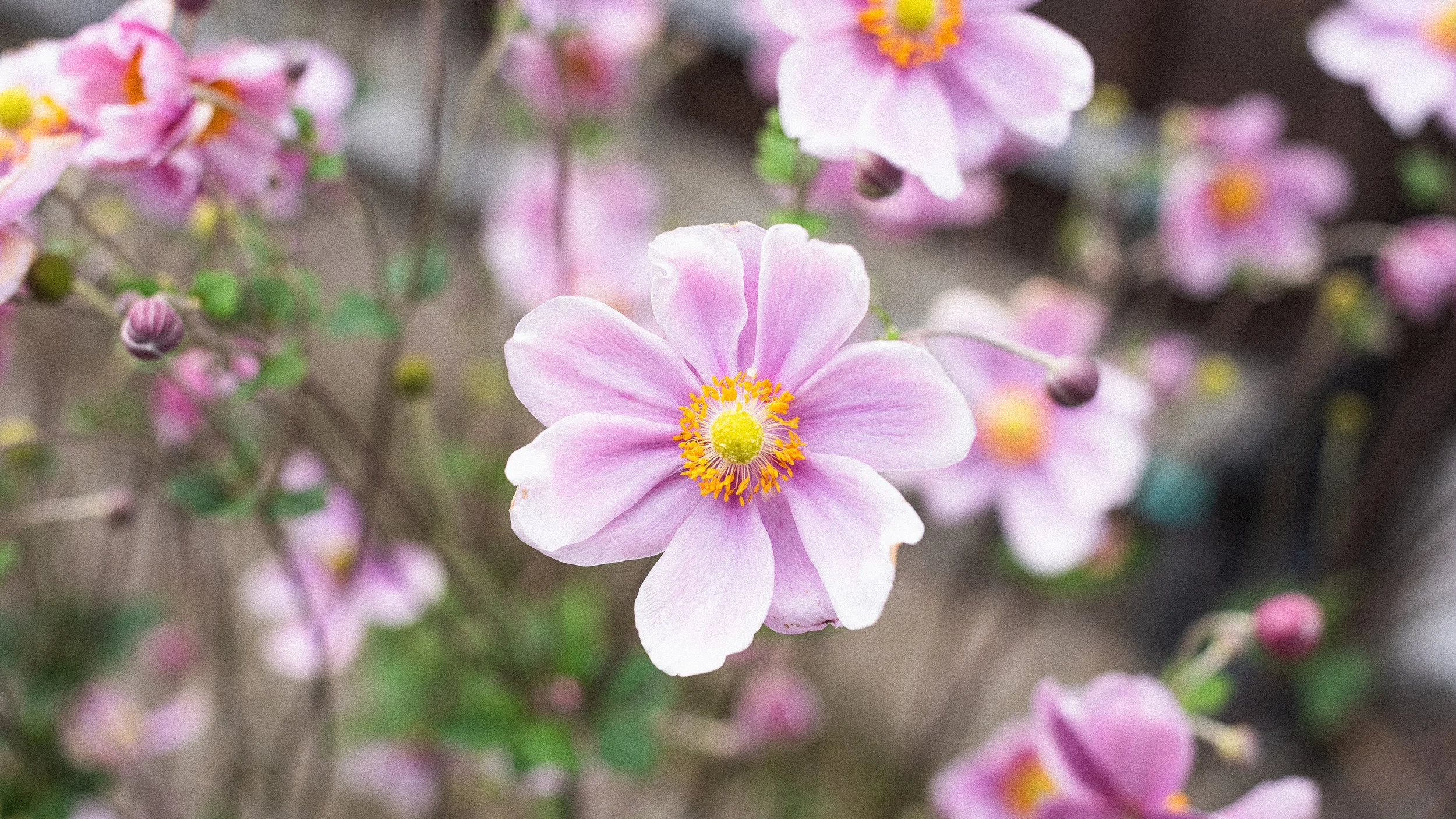 A close-up of a pink and white flower with yellow stamens, surrounded by other similar flowers and buds.