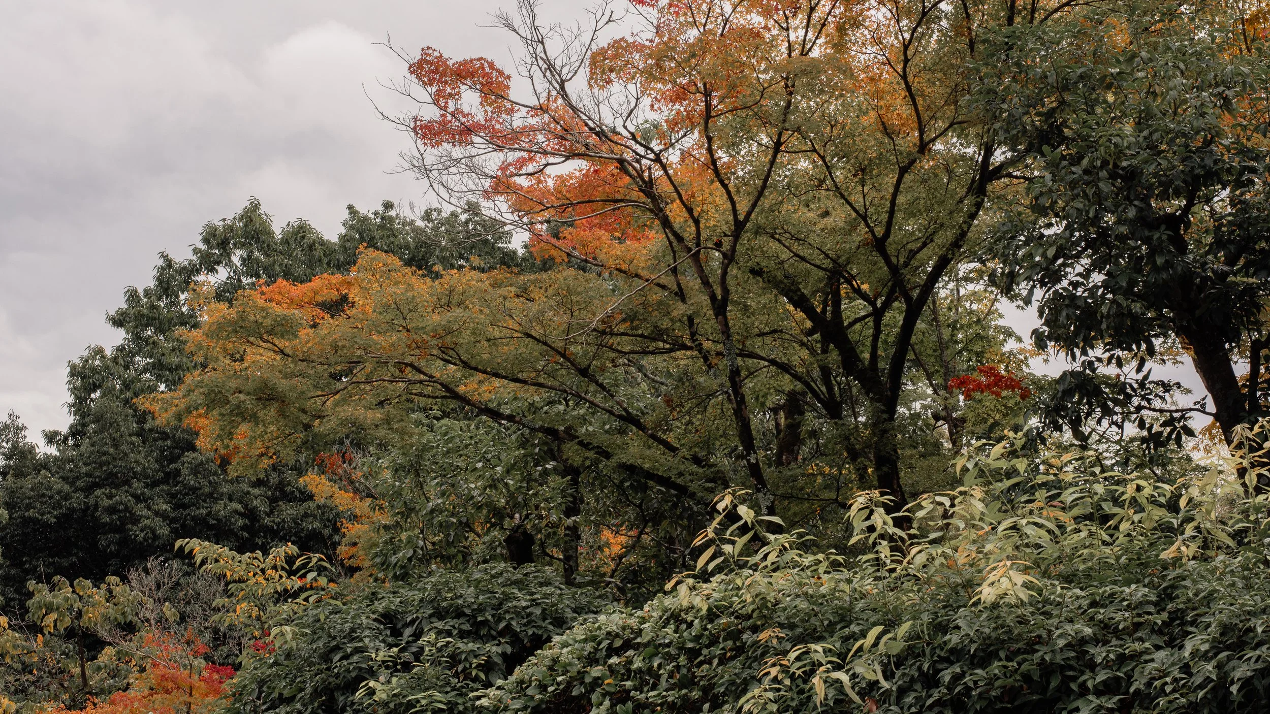 Autumn trees with orange, red, and green leaves under a cloudy sky.