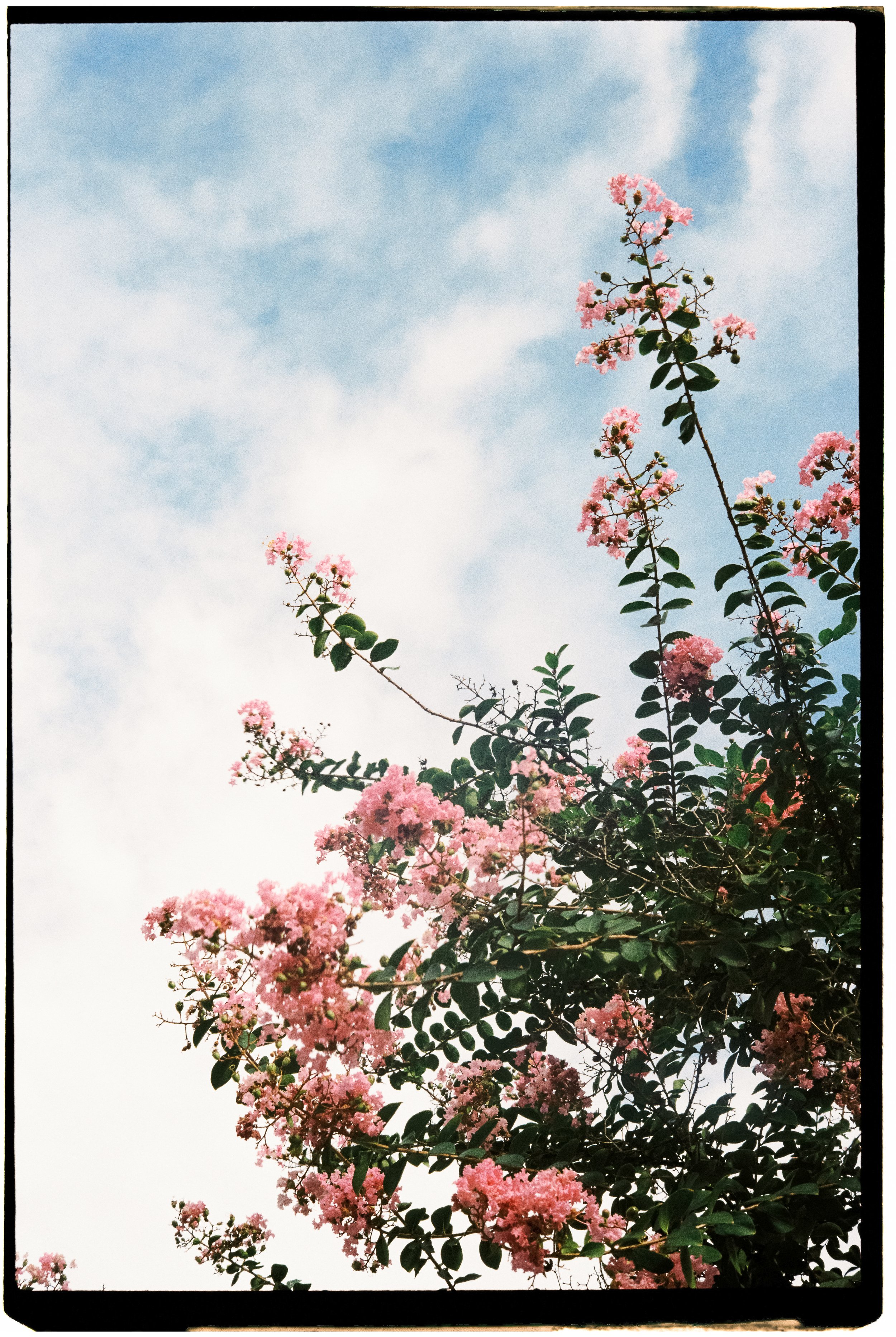 Pink flowering tree branches against a blue sky with scattered clouds.
