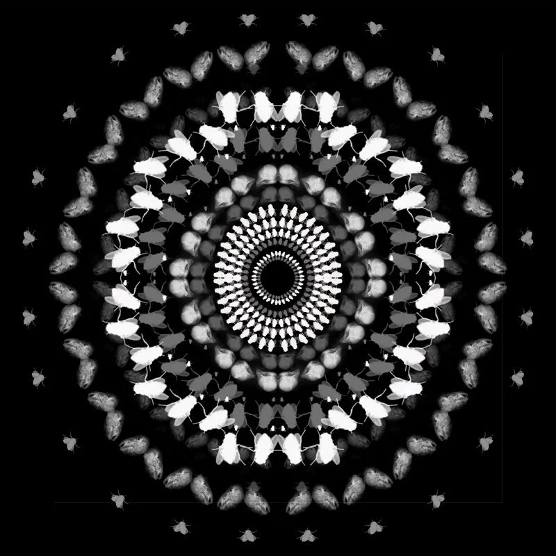 nimis-16.jpg