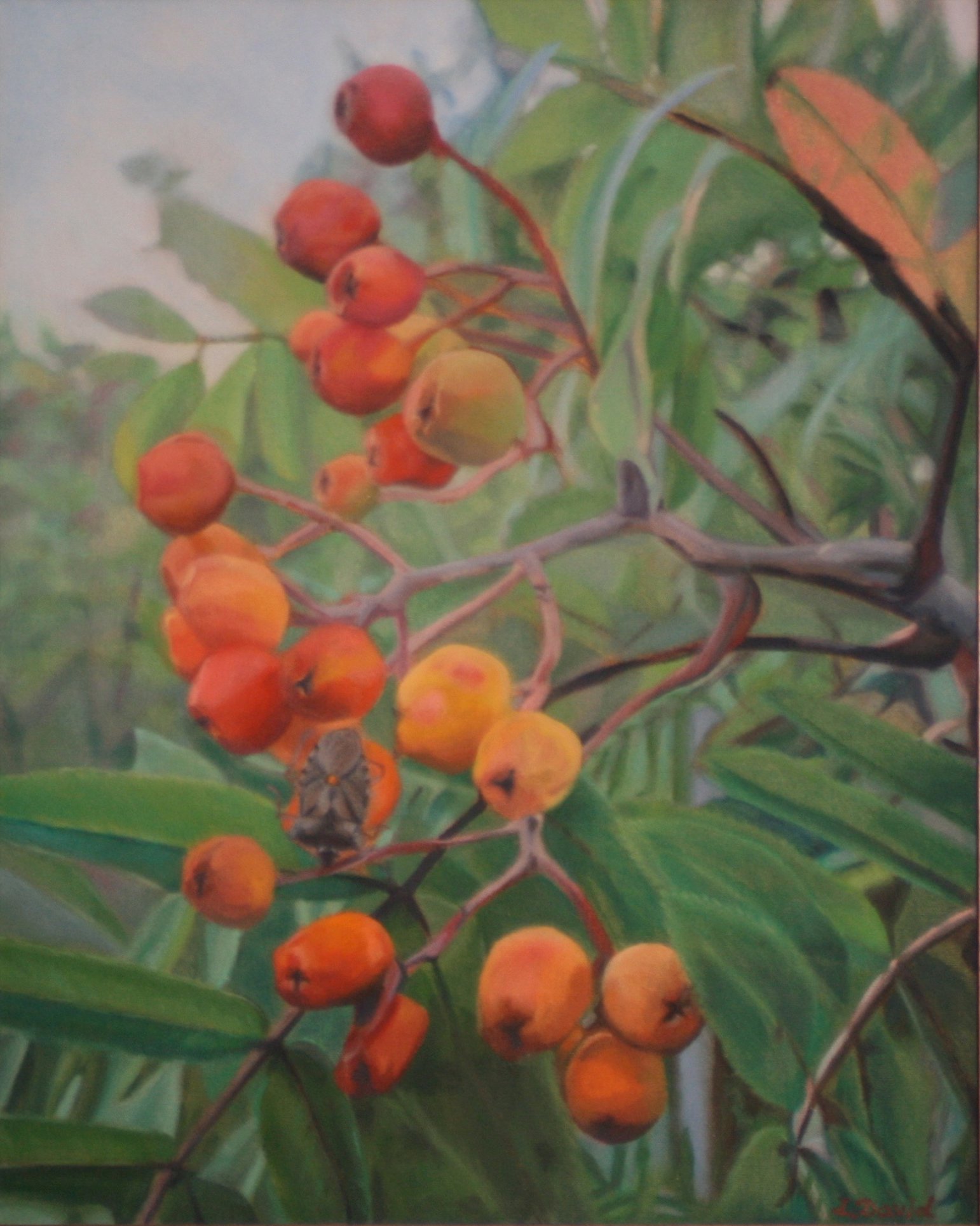 Rowan Berries