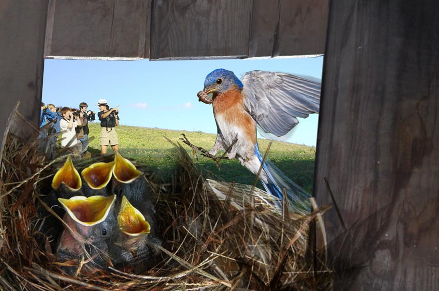 Rendering of inside of nest cavity of wall, observed by educational group outside on hill
