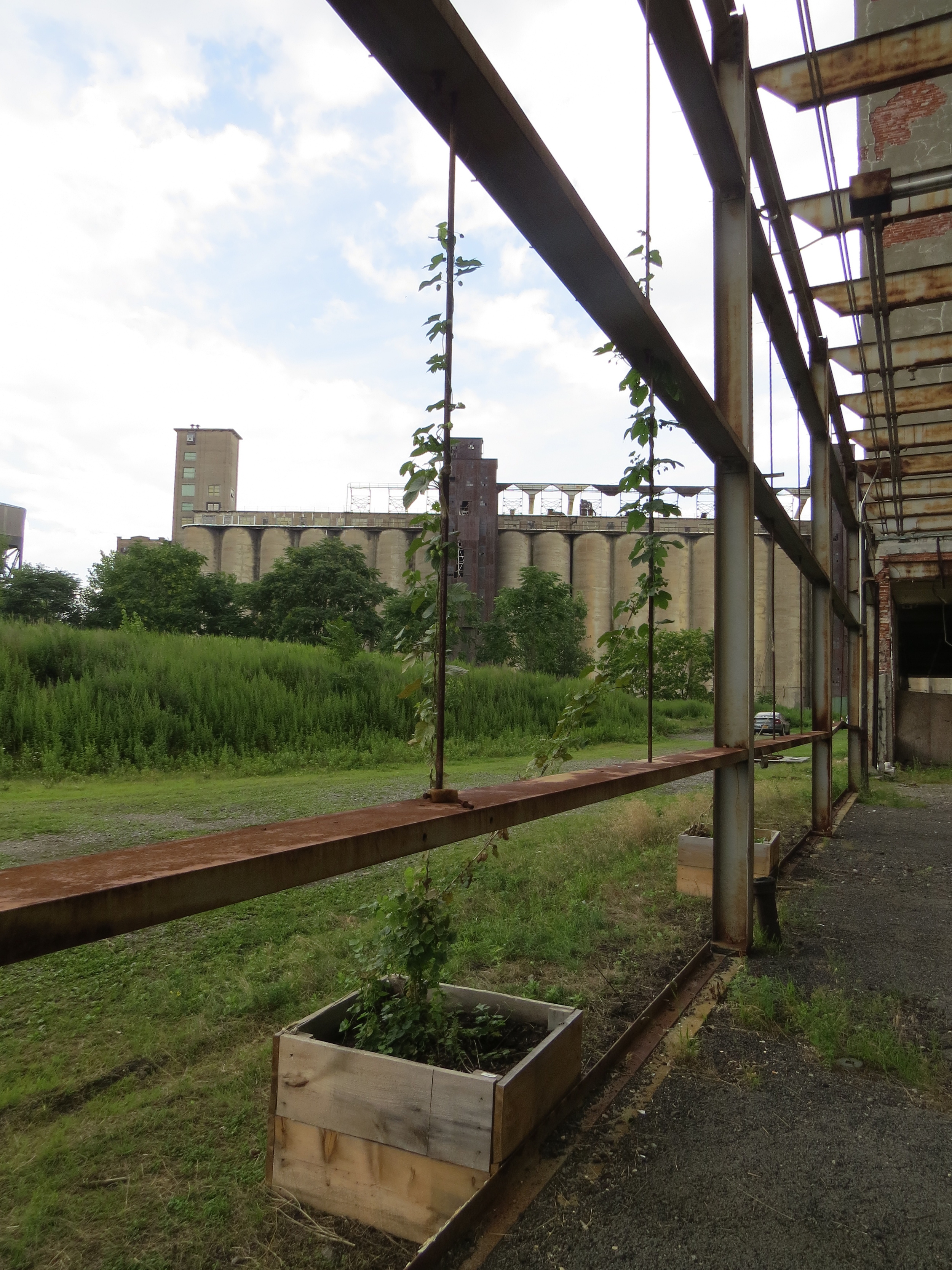 They are growing hops here now! Appropriate for a grain elevator...