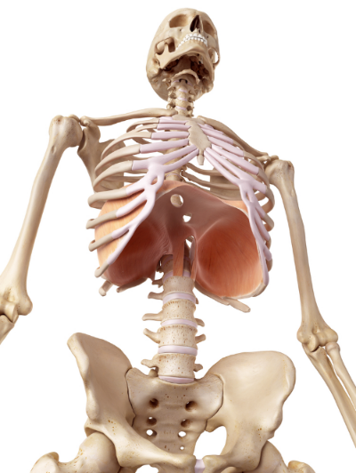 diaphragm.jpg