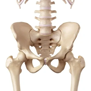 hipjoint.jpg