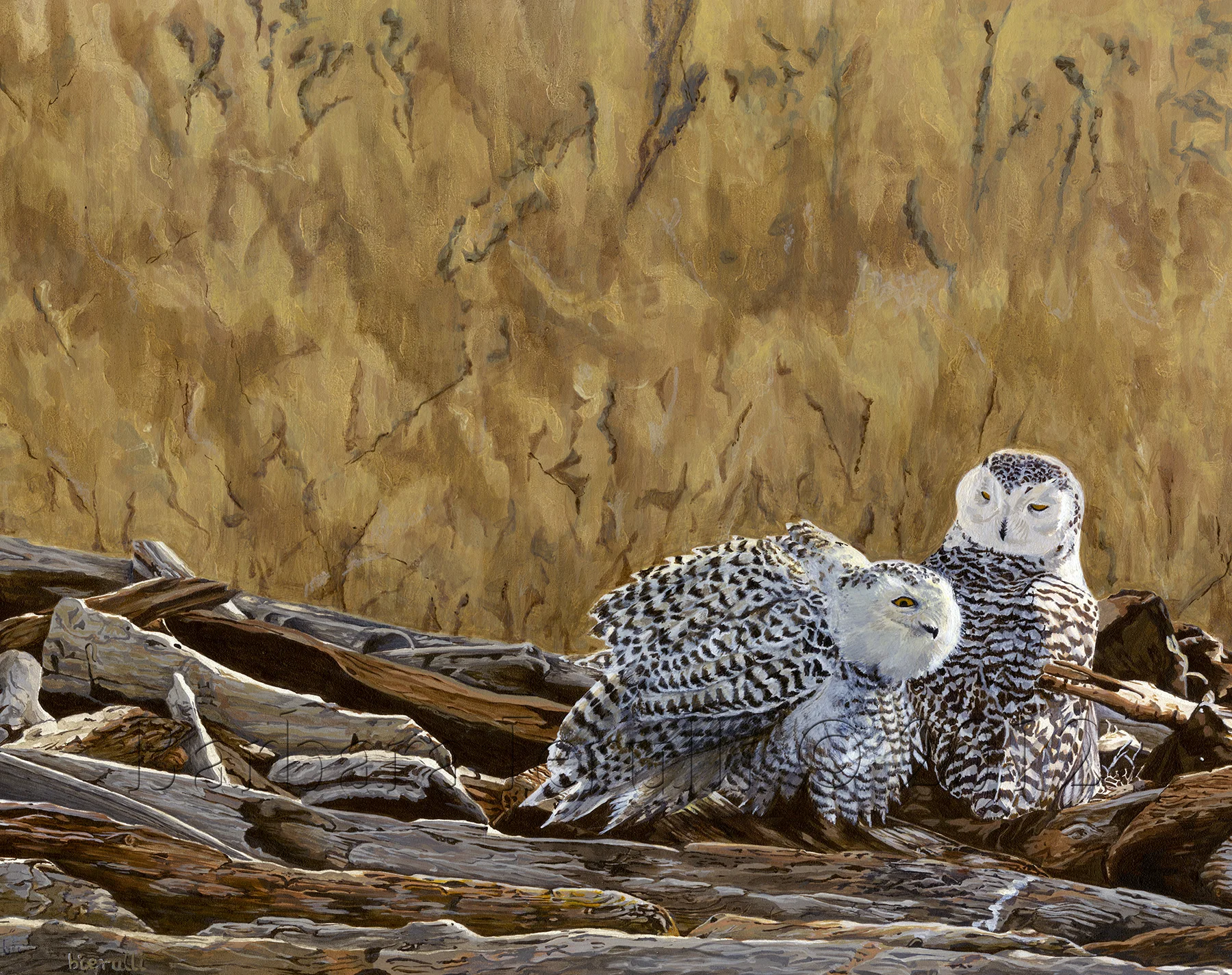Bubo scandiacus