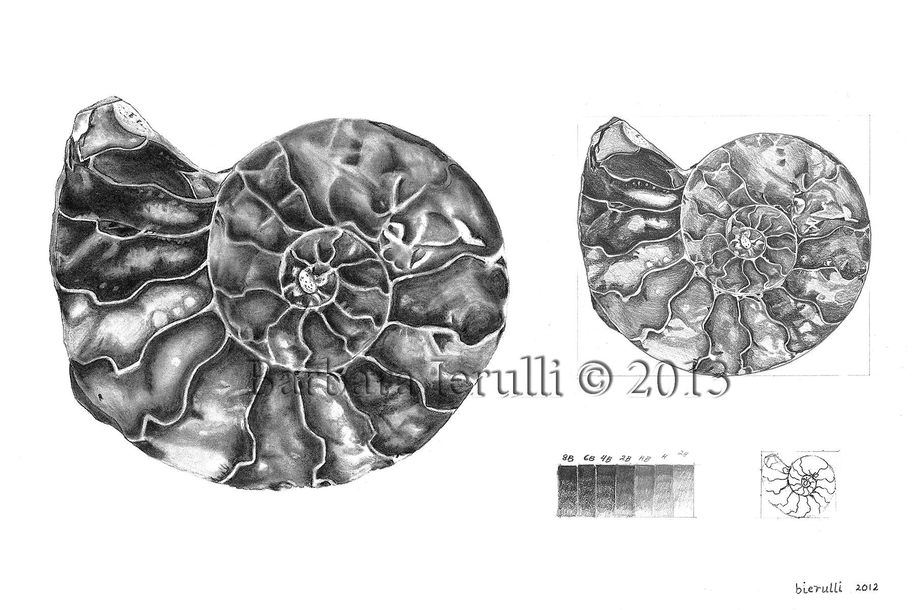 Rendering the Ammonite