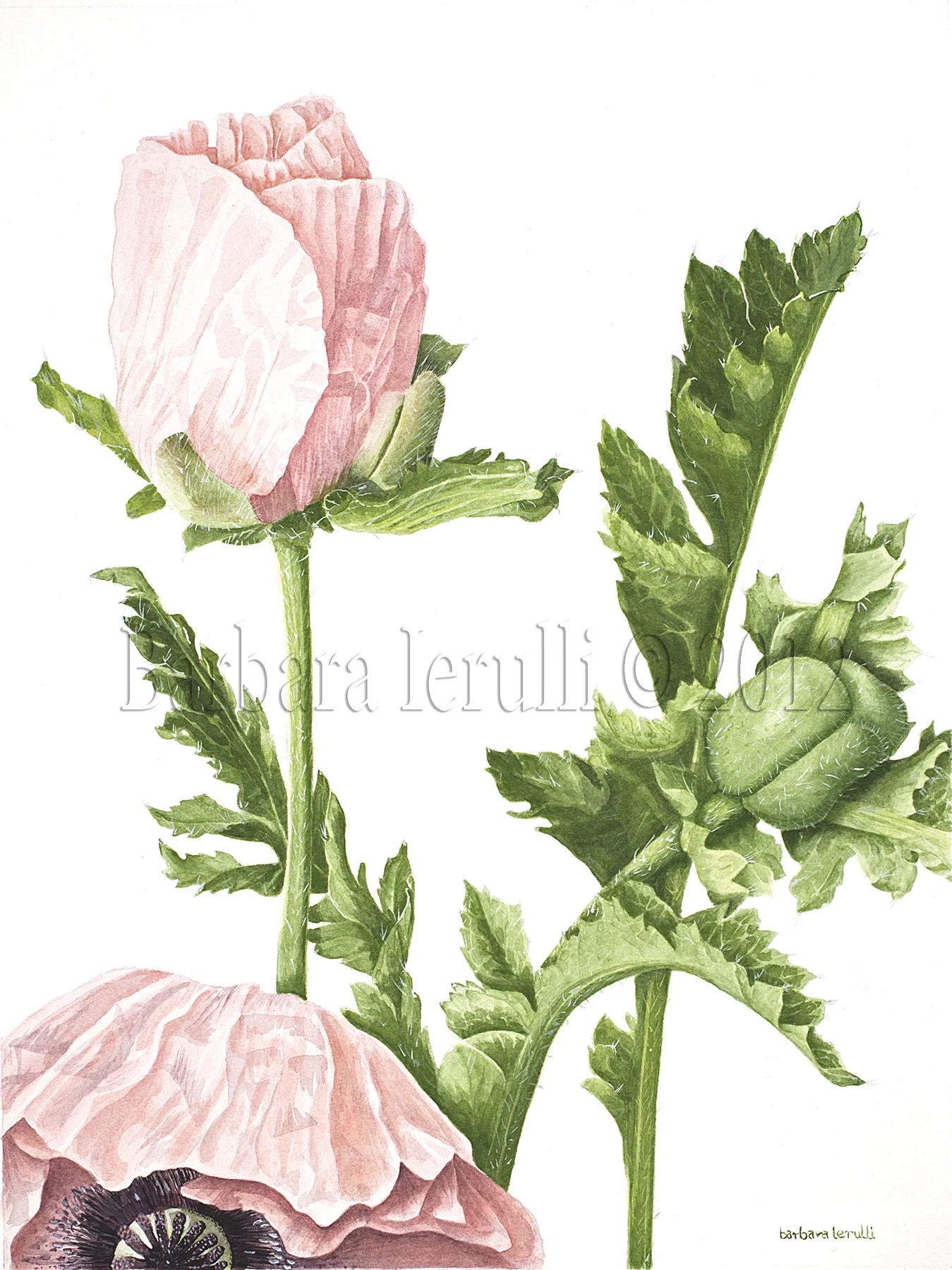 Papavar orientale “Helen Elizabeth”