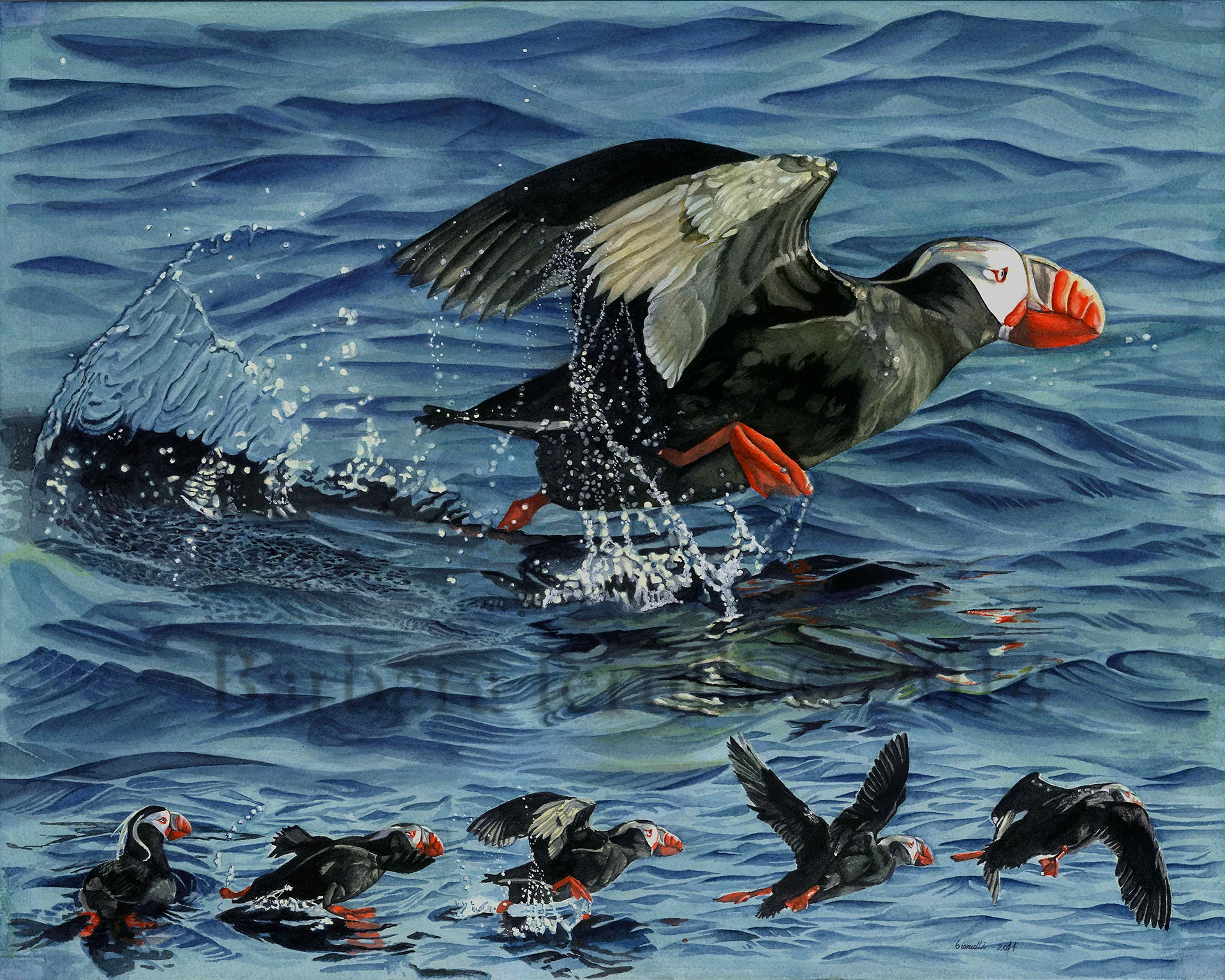 Flight of the Puffin
