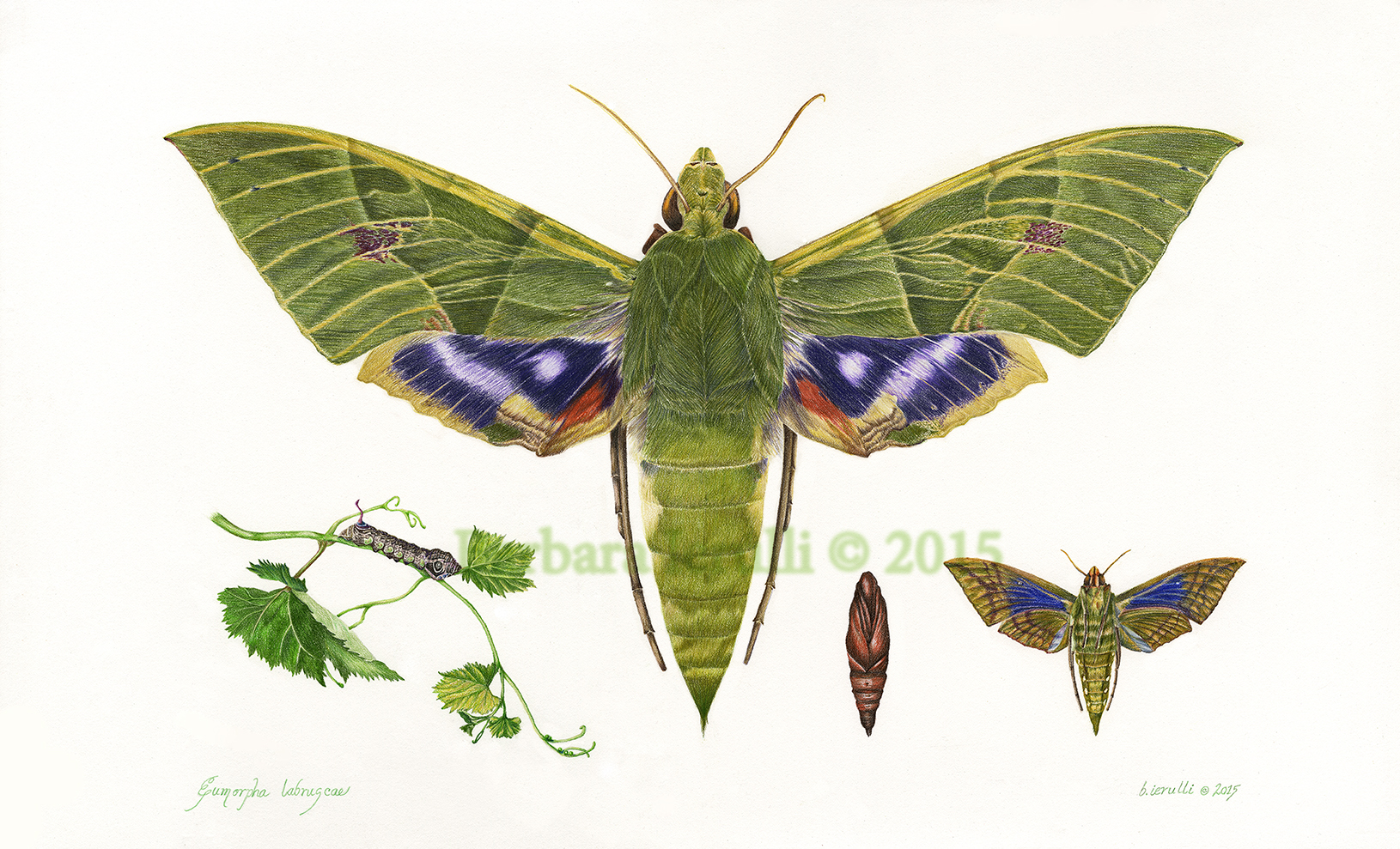 Eumorpha labruscae Life Cycle