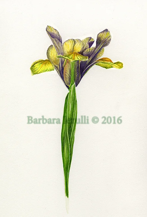 'Bronze Beauty' Iris