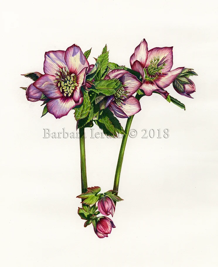 Helleborus orientalis 'Apricot Blush'