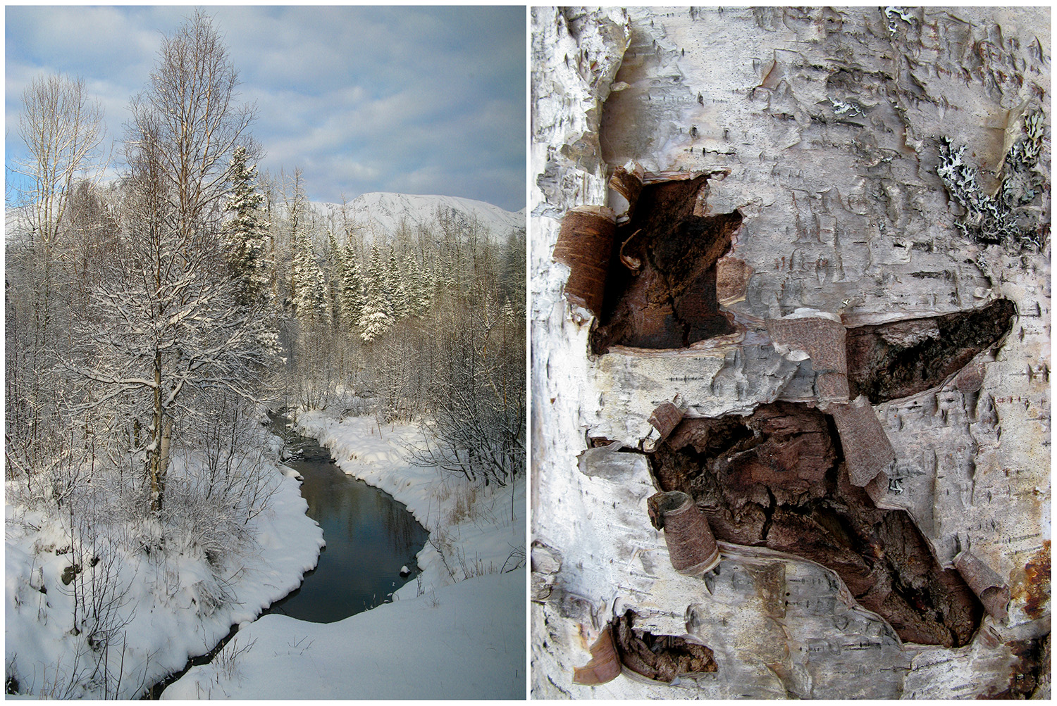 Winterbark_Small.jpg