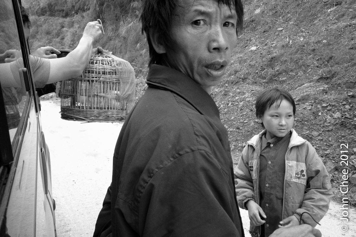 Song Birds for Sale