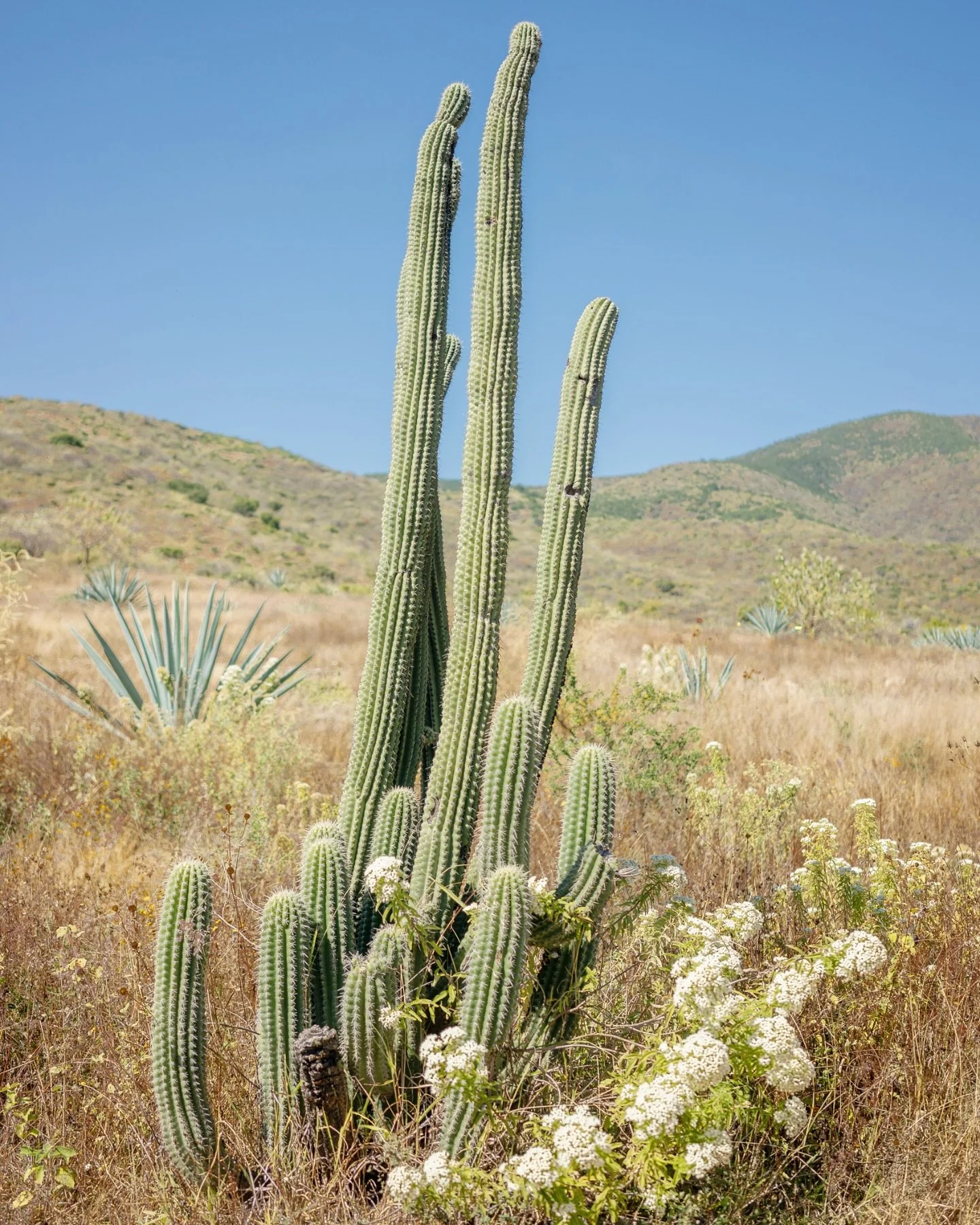 Oaxacan Cacti during winter 🌵