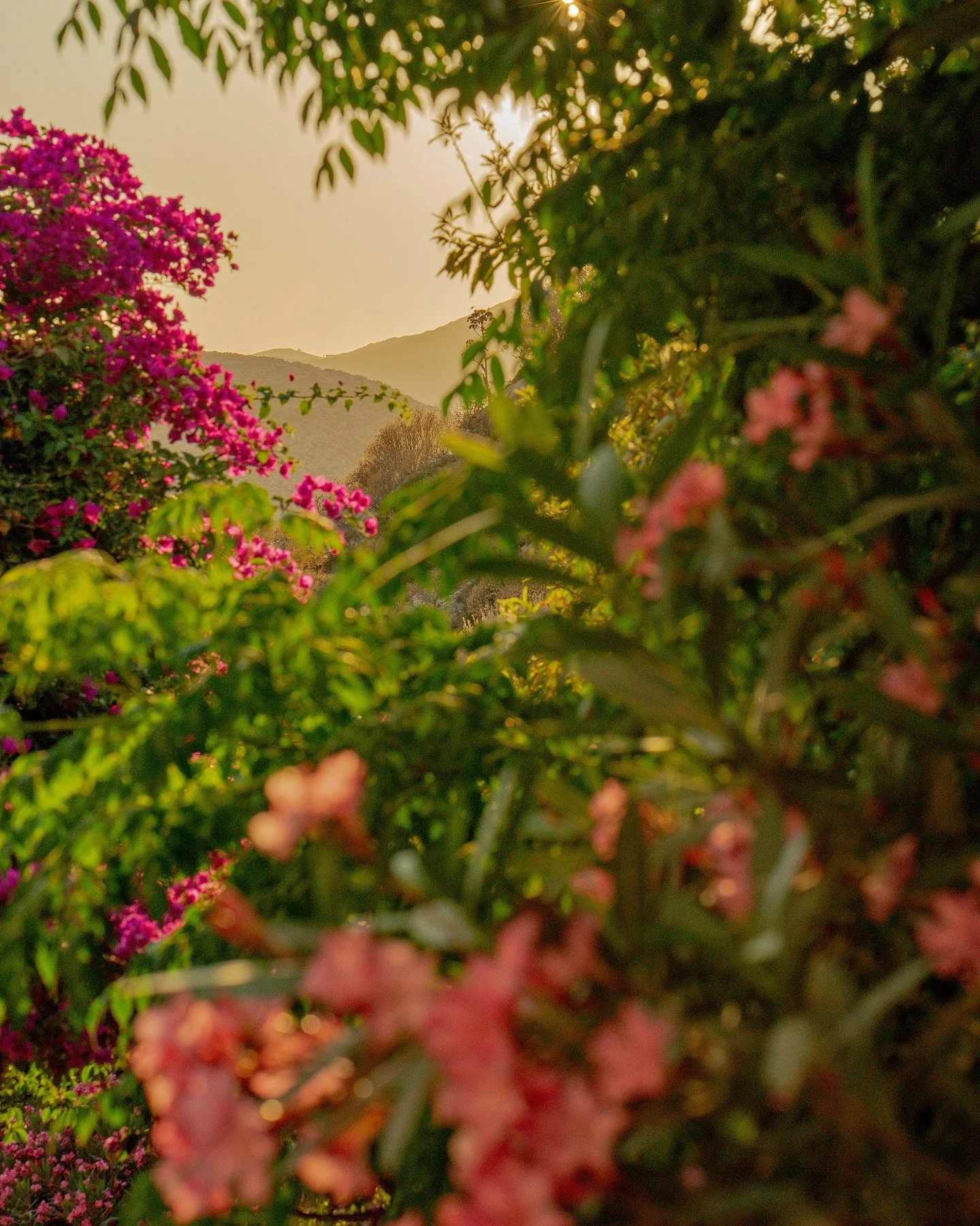 Bougainvillea and oleander on the foothills of Fol&eacute;gandros island during sunset. 
Photographed on assignment for @lonelyplanet