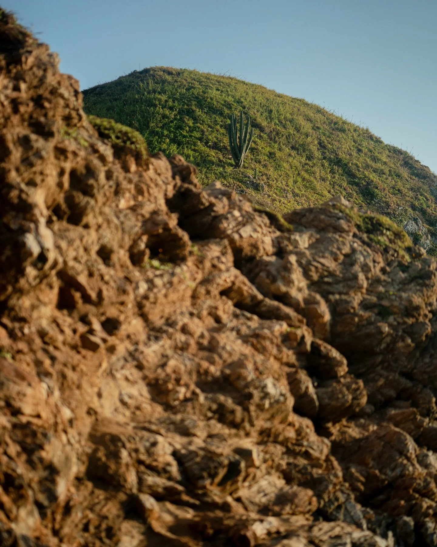 The cactus tree of Playa del Amor 🌵