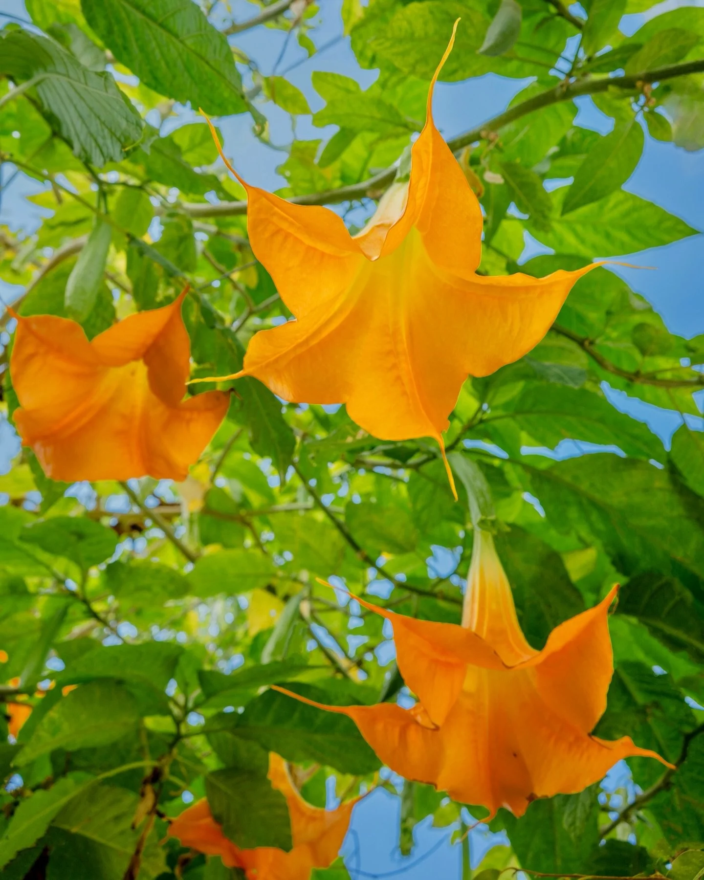 Zucchini blossoms on the island of P&oacute;ros, Greece