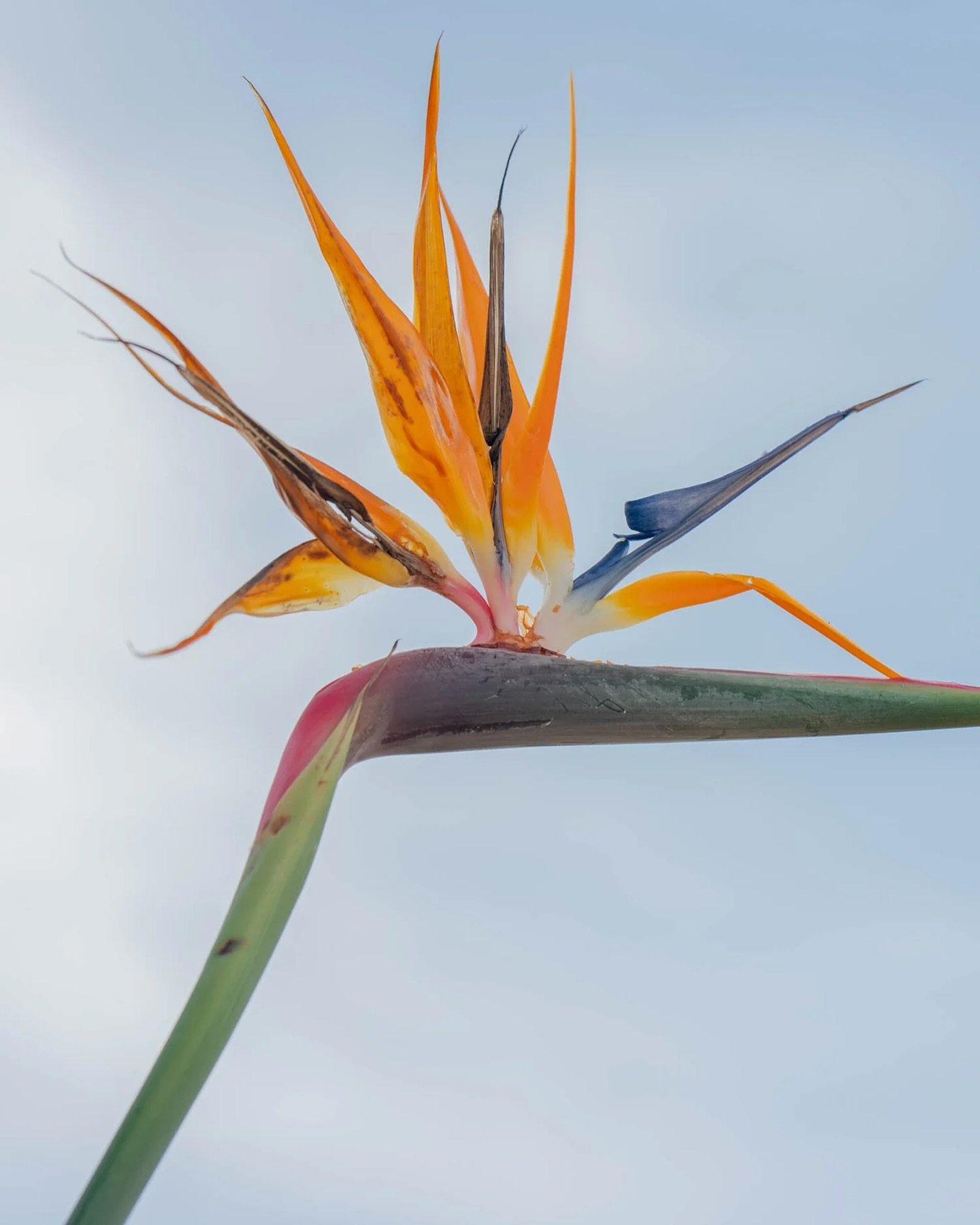 A bird of paradise