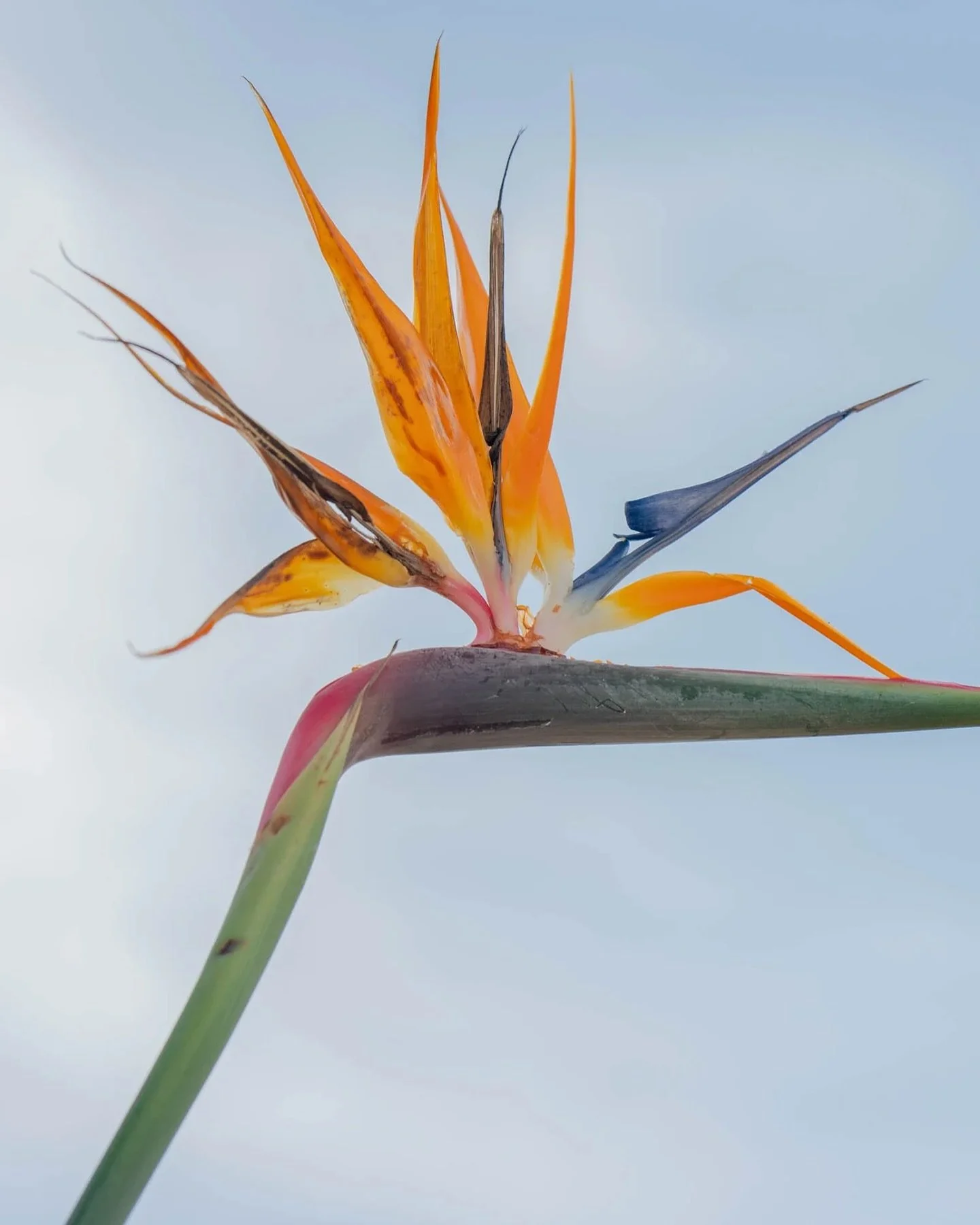 A bird of paradise