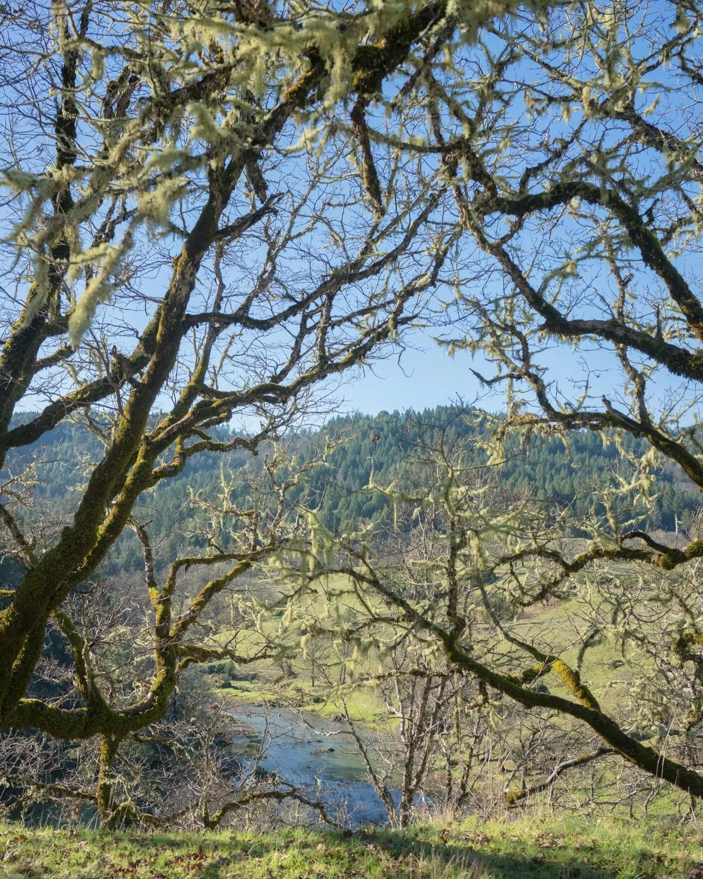 The trees that wear their morning dew pearls from the river below in a valley outside of the Californian Redwood forest.