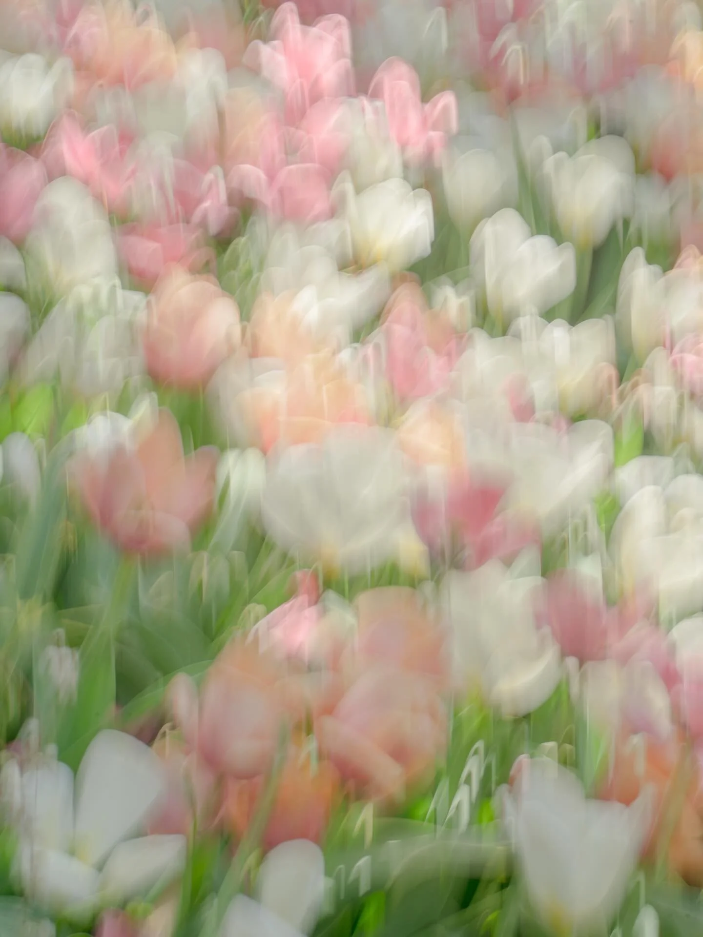 Tulips movement in nyc during peak spring 🌷