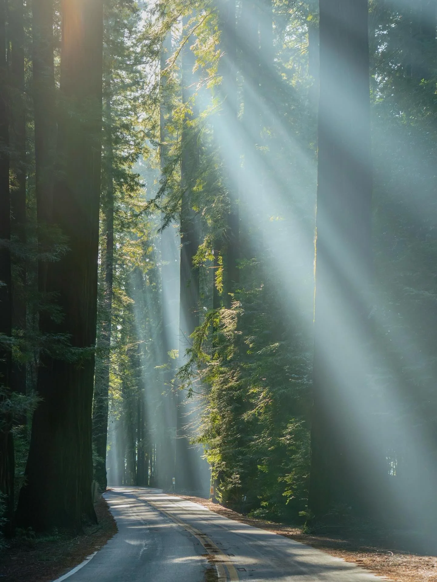 Breathing inside the Redwood forest 🌬️