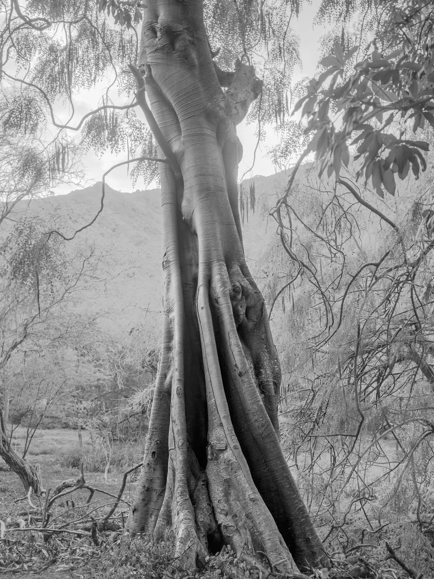 A cabbage tree and sprawling snake vine cacti at the Koko Crater Botanical Garden on O&rsquo;ahu