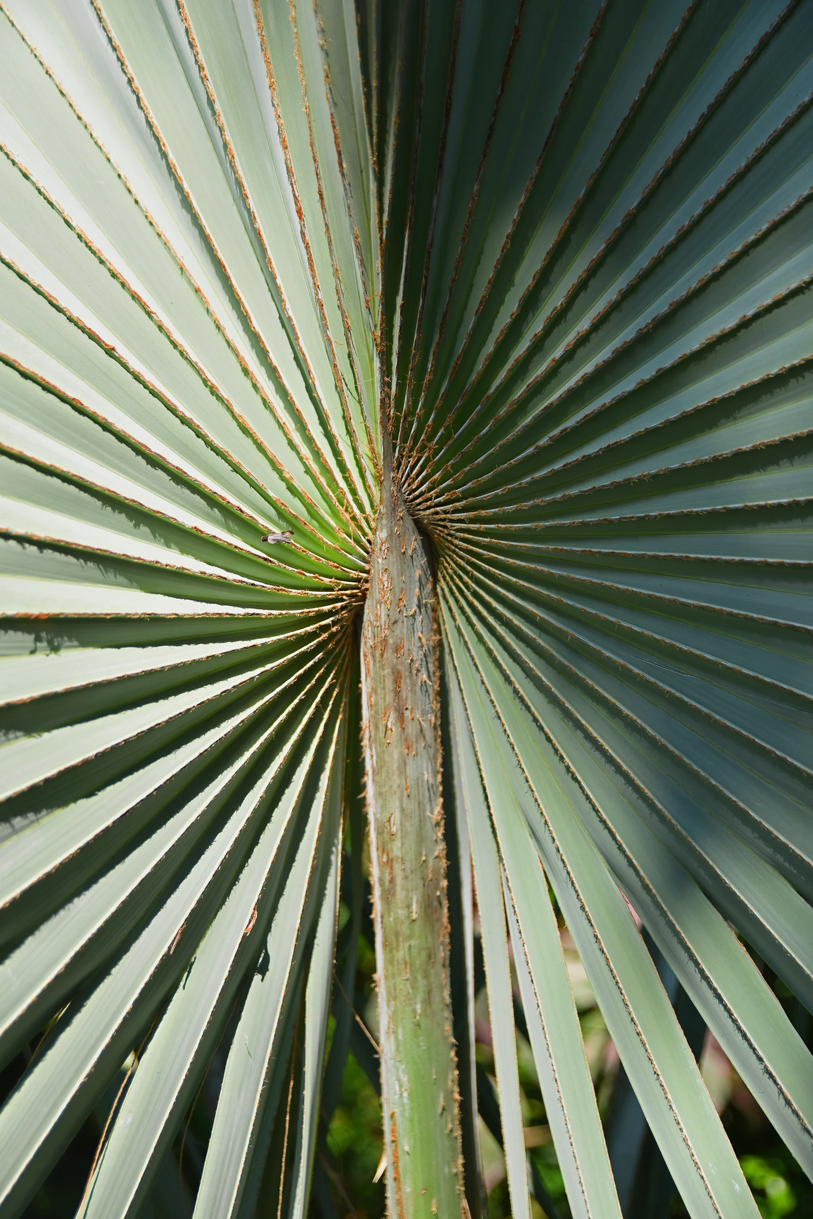 Thailand Palm