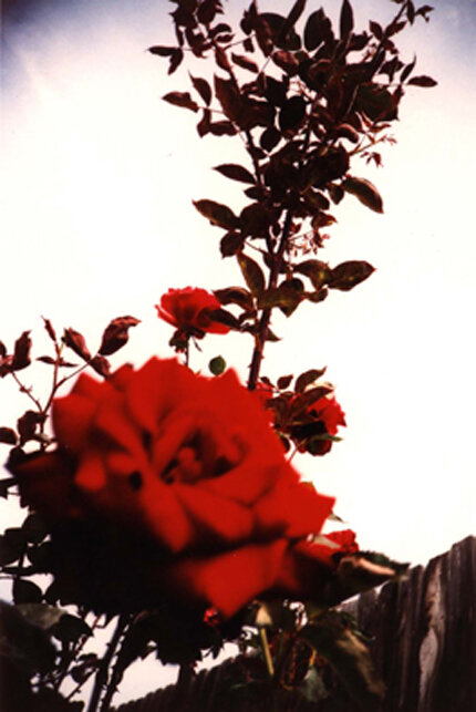 red rose copy.jpg