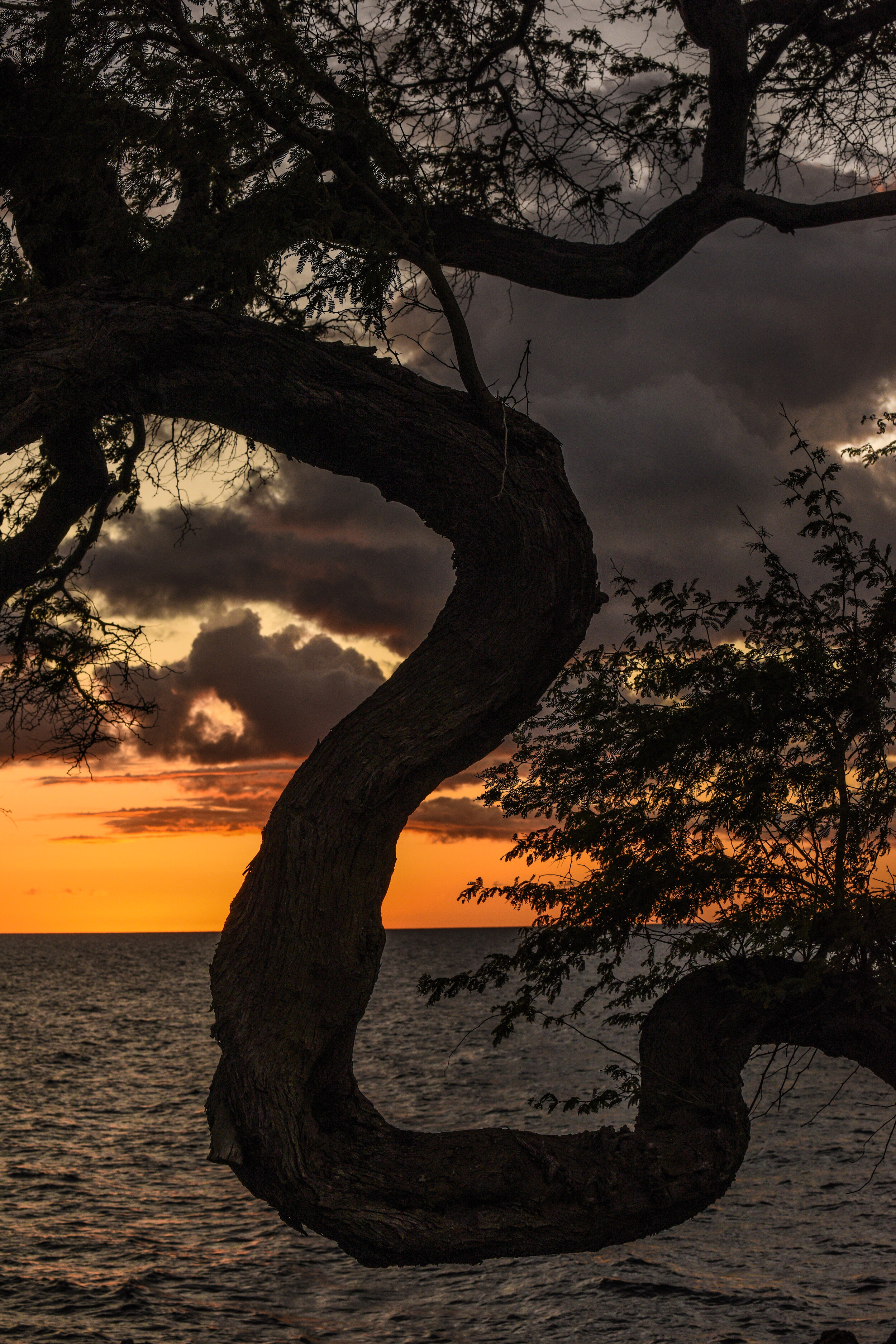Branch at sunset. Wailea