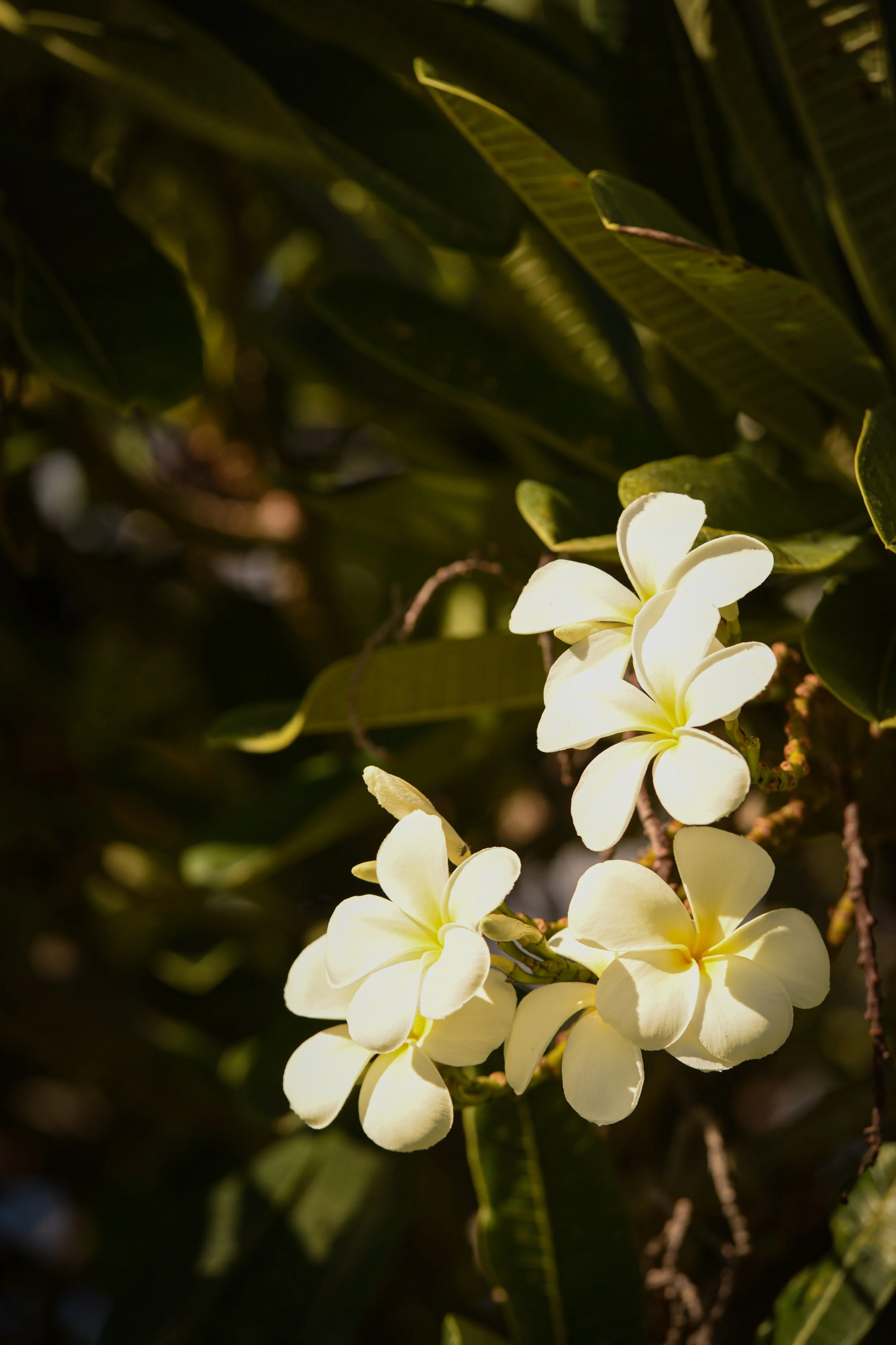 Plumeria