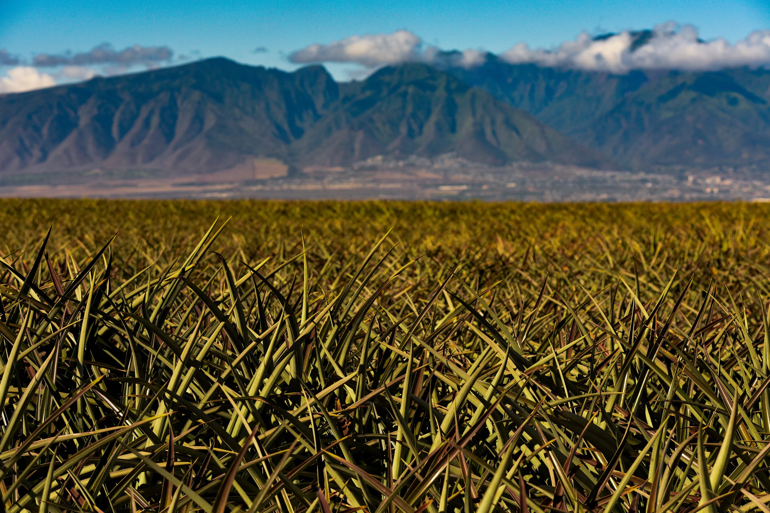 Pineapple field