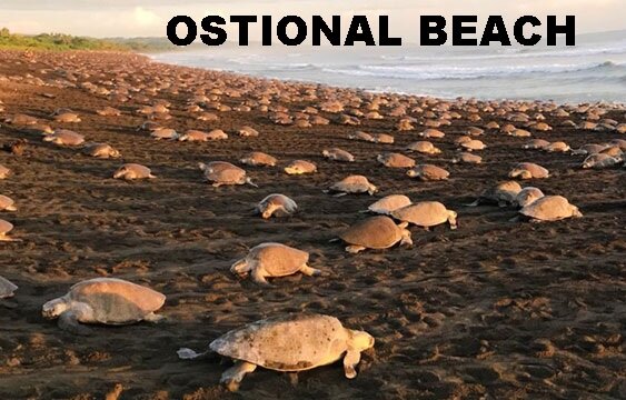 OSTIONAL BEACH.jpg