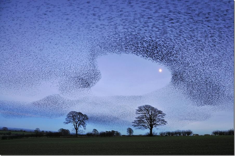 During spring in Denmark, flocks of more than a million European starlings gather into a single group to form incredibly large and intricate shapes in the sky. These amazing scenes are only possible because of the flock’s amazing communication and coordination .