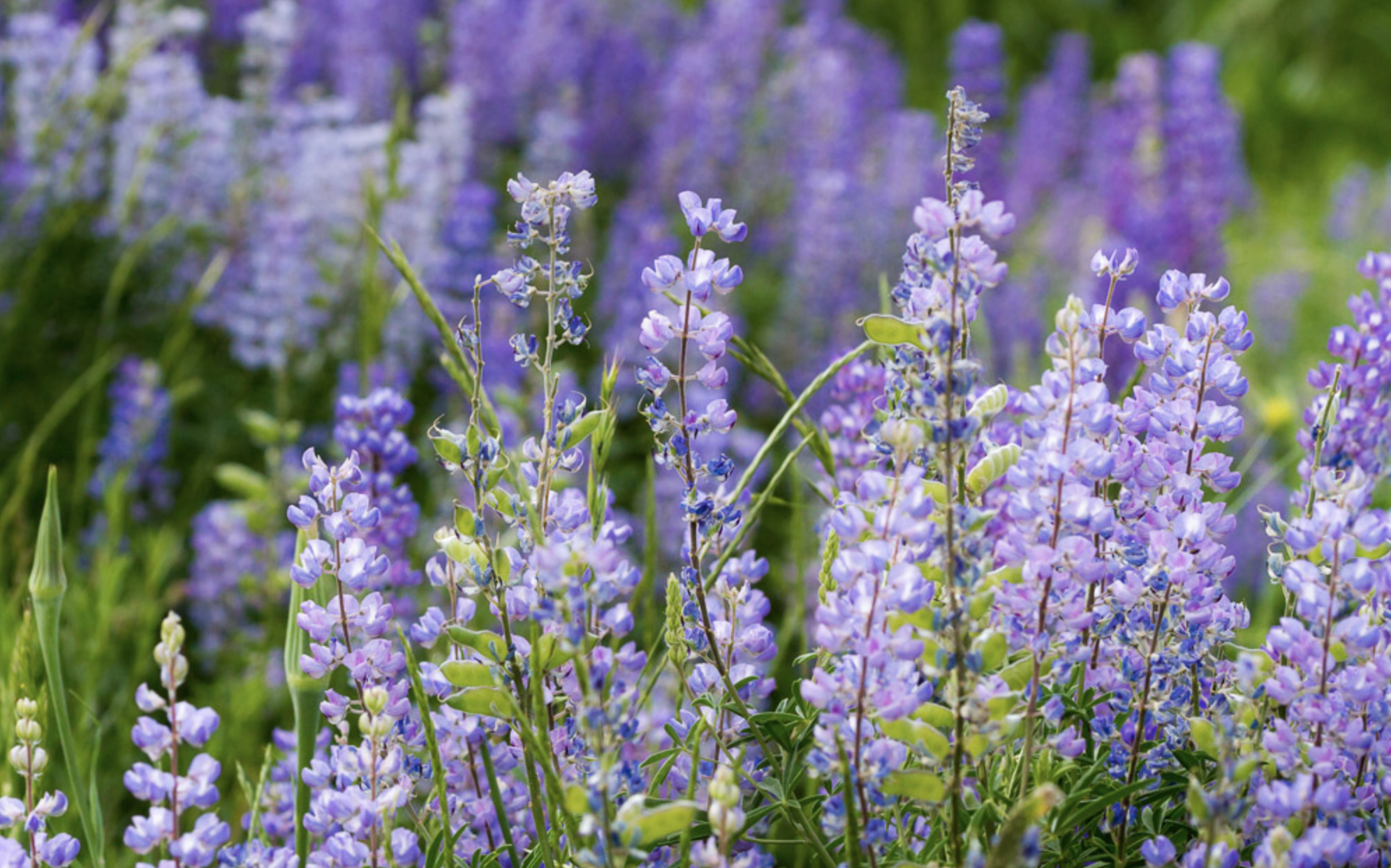 purple lupins.png
