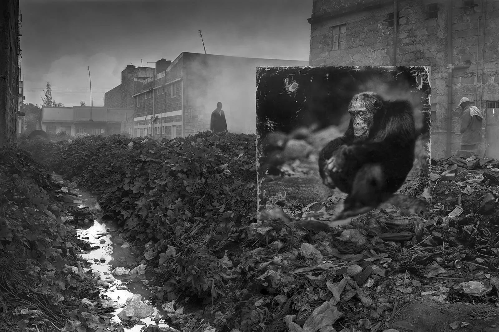 Alleyway with Chimpanzee (Photo by Nick Brandt)